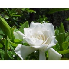 Gardenia Florida x 1 Plant Fragrant Scented White Double Flowering Cottage Garden Plants Shrubs Hedge Pots Shade Asian Hardy augusta jasminoides