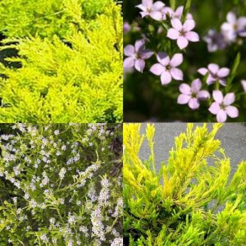 Diosma Golden x 1 Plants Pink Flowering Garden Plants Shrubs Scented Hedge Hardy Tough Gold Hedging Coleonema pulchrum aurea