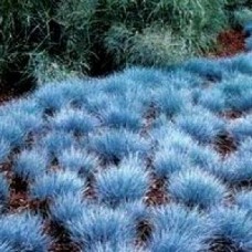 Blue Fescue Grass 1 Plants Festuca glauca border rockery