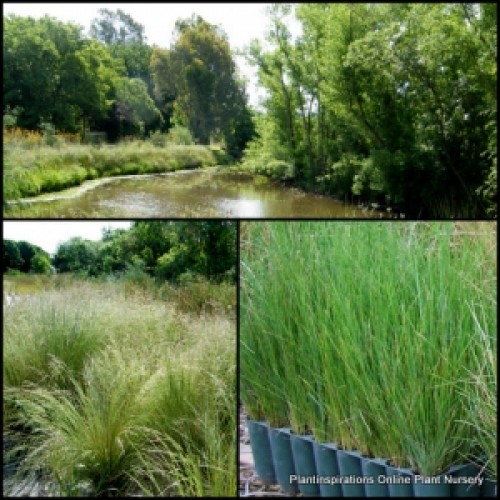 Tussock Grass x 1 Plants Native Garden Plants Hardy Fast Hardy Grasses Frost Drought Tolerant Border Rockery Shrubs Poa labillardieri