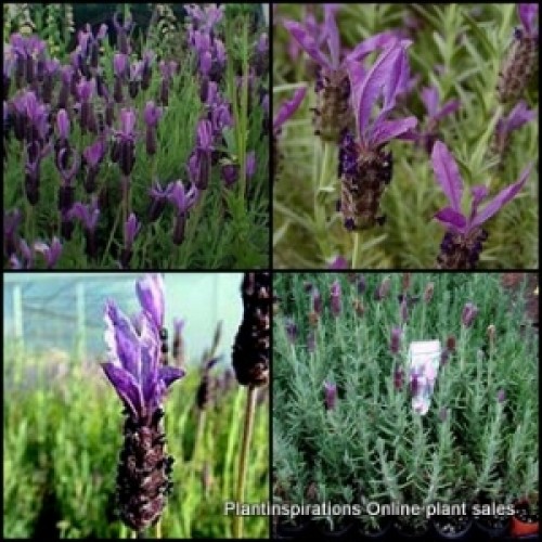 Lavender Avonview x 1 Plants Italian Herbs Scented Purple Flowering Dwarf bush Lavandula stoechas Shrubs Cottage Garden Hedge Border Hardy