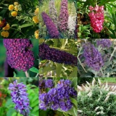 Buddleia Mixed x 6 Plants 3 Types Scented Flowering Butterfly Bush Cottage Garden Shrubs Small Trees Pack Buddleja