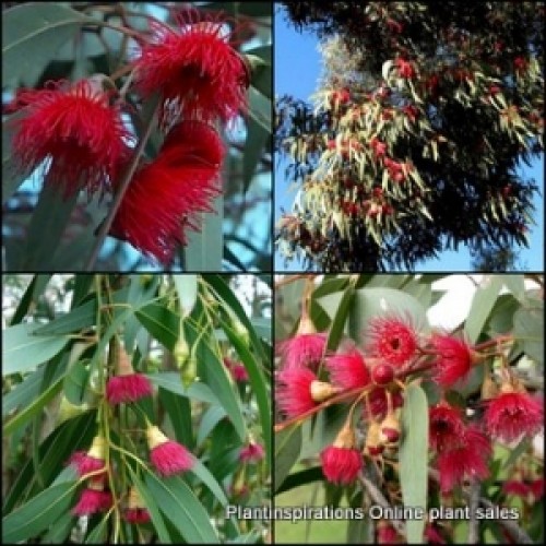 Eucalyptus Dwarf Red Flowering Gum x 1 Plant Native Trees Garden Plants Drought Farm Bird Attracting leucoxylon megalocarpa