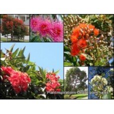 Dwarf flowering Gum Corymbia ficifolia 1 Plants Red Pink Yellow flowers hardy