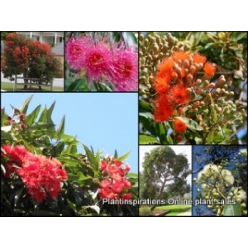 Dwarf flowering Gum Corymbia ficifolia 1 Plants Red Pink Yellow flowers hardy