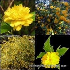 Kerria japonica Pleniflora x 1 Plant Japanese Rose Gold Flowering Shrubs Plants Deciduous Screen Screening Hedge Cottage Garden Yellow Flowering Thornless