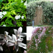 Jasmine White x 1 Plants Pink Scented Flowering Vine Climbing Garden Hedge Fast Screening Flowers Privacy Climbers polyanthum