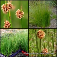 Knobby Club Grass x 1 Plant Native Grasses Pond Water Dam Bog Plants Garden Hardy Frost Bird Attracting Rush Brown Flowering Shrubs Ficinia Isolepsis nodosa