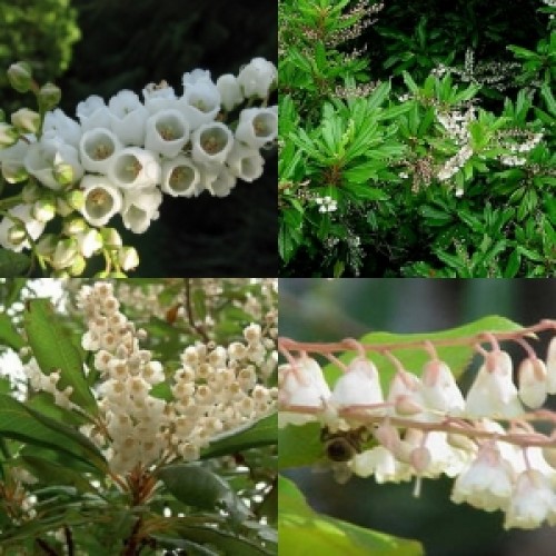 Lily of the Valley x 1 Plant White Scented Bell Shaped Flowering Small Trees Screening Hedging Border Rare Exotic Cottage Garden Clethra arborea