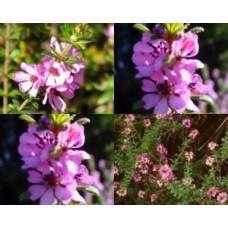 Grampians Rock Rose 1 Plants Pink Shrubs Bauera sessiliflora
