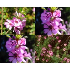 Bauera sessiliflora 1 Plants Pink Rock Rose Grampians Shrubs