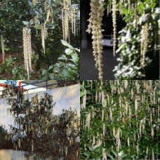 Silk Tassel Bush x 1 Plants James Roof Garden Catkin Flowers Border Rare American Hedge Pots Espalier Topiary Trees Hardy Garrya elliptica