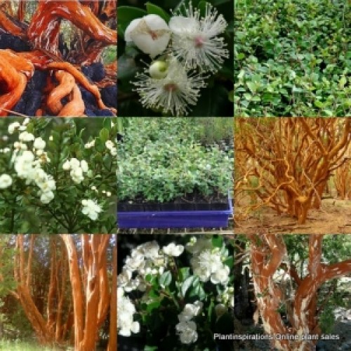 Chilean Myrtle Temu Plants x 1 Fast Hedging Beautiful Bark Garden Screening Myrtus Luma apiculata eugenia Screen Hedge 