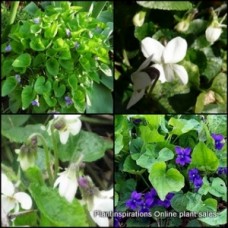 Sweet Violets x 6 Plants 3 Mixed Types Viola odorata Scented flowers Ground cover Shade Cottage Garden Viola Groundcover