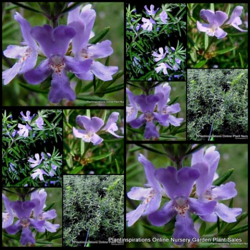 Westringia Jervis Gem x 1 Plant Coastal Rosemary Hardy Native Plants Hedge Mauve Purple Flowering Garden Shrubs Rockery Border Hedging fruticosa