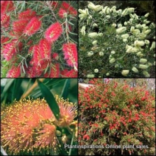 Bottlebrush Mixed x 10 Plants 5 Types Random Pack Callistemon Native Bottle Brush Shrubs Trees Bird Attracting Flowering Hardy Drought Tough