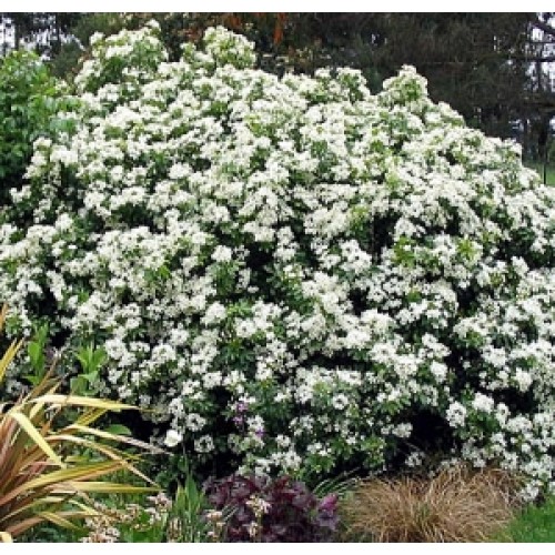 Mexican Orange Blossom x 1 Plants Scented Foliage White Flowering Hedging Border Choisya ternata Hardy Shrubs Cottage Garden