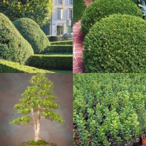 Box Hedge English x 1 Plant Hedging Screening Bonsai Topiary Garden Plants Shrubs Border Pots Frost Resistant Buxus sempervirens