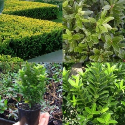 Euonymus Tom Thumb Box Hedge x 1 Japanese Spindle Border Plants Shrubs Frost hardy tolerant japonicus microphyllus Cottage Garden Topiary Bonsai