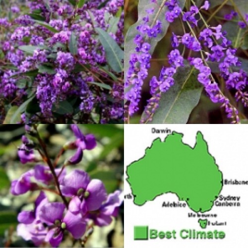 Hardenbergia Happy Wanderer x 1 Plants Purple Coral Pea Native Vines Climbing Garden Hardy Drought Frost violacea Groundcover Climber