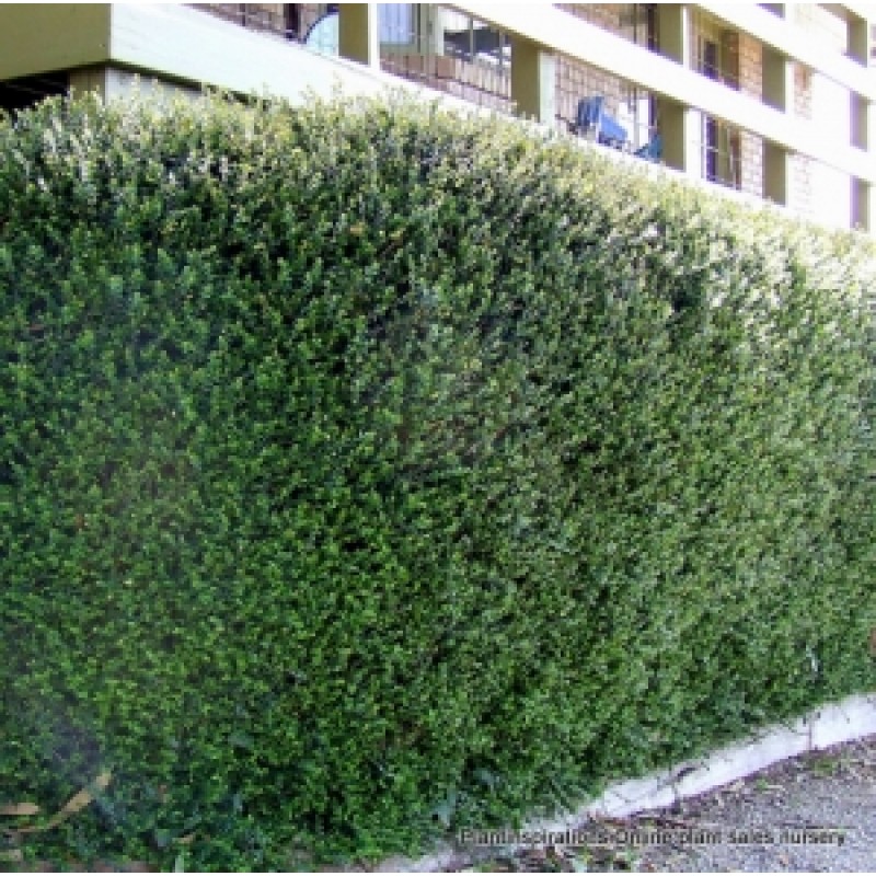 Image of Box honeysuckle hedge