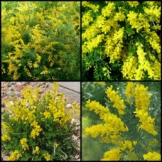 Cytisus Dwarf Yellow Broom 1 Plants Genista cytisus racemosus nana shrubs