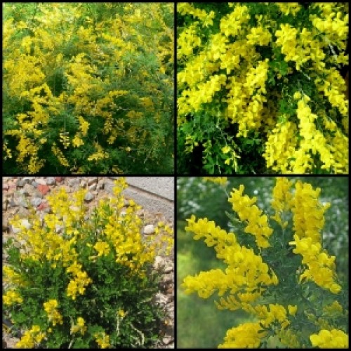 Cytisus Dwarf Yellow Broom 1 Plants Genista cytisus racemosus nana shrubs Cytisus Dwarf Yellow Broom 1 Plants Genista cytisus racemosus nana shrubs
