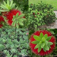 Bottlebrush Little John Dwarf x 1 Plant Red Flowering Native Shrubs Bush Hedge Hedging Bottle Brush Bird Attracting Hardy Plants Drought Callistemon viminalis