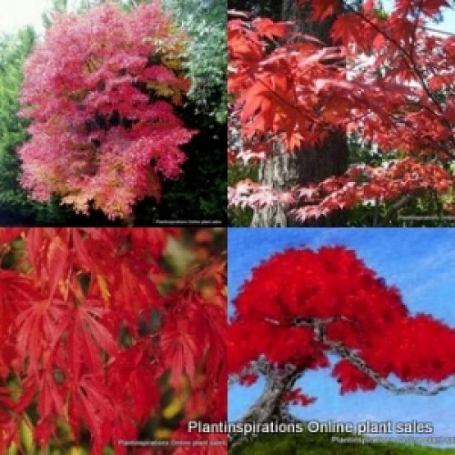 Japanese Maple Trees x 1 Acer palmatum plants Red Autumn Ornamental Foliage Bonsai Deciduous Leaves leaf Shade Garden Cottage 