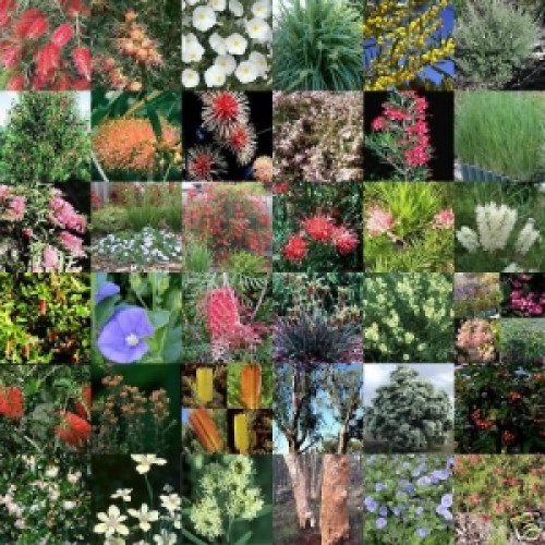 Hedging Plants Mixed x 100 Random Bulk Pack 3-5 Types Surplus Excess Stock Garden Shrubs Border Screening Topiary Bonsai