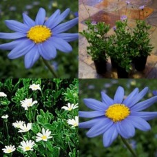 Blue Marguerite Daisy x 1 Plant Cottage Garden Plants Pinwheel Periwinkle Felicia amelloides Daisies Shrubs Flowering Flowers Border