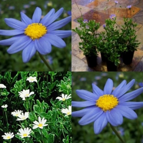 Blue Marguerite Daisy x 1 Plants Cottage Garden Plants Pinwheel Periwinkle Daisies Shrubs Flowering Flowers Border Felicia amelloides