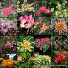 Grevillea Mixed x 10 Plants 5 Types Hardy Native Garden Shrubs/Groundcover Flowering Bird Attracting Border Hedging