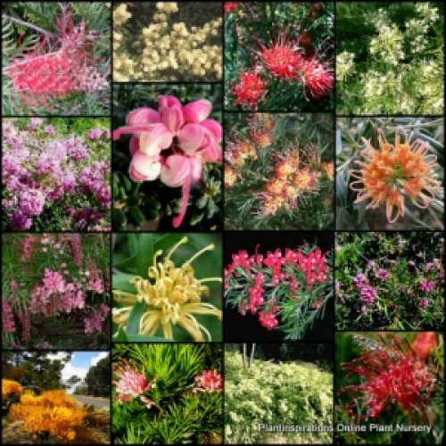 Grevillea x 10 Mixed Plants 5 types Hardy Native garden shrubs/groundcover plants Flowering Bird Attracting Border hedging Rockery