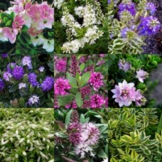 Hebe Mixed x 8 Random Pack 3 Types Veronica Evergreen Shrubs Plants Flowering Hedge Rockery Pots Topiary Bonsai Hardy Frost Tough Pots