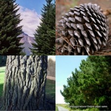 Pine Tree Monterey x 1 Plants Christmas Fast Growing Farm Conifer Timber Hardy Drought Frost Hardy Plants Hedging Topiary Bonsai Pots Pinus radiata