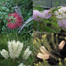 Melaleuca Mixed Pack x 8 Random 3-4 Types Australian Native Trees Shrubs Hedge Border Flowering Bottlebrush Garden Bird Attracting Hardy Drought Frost Tough