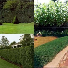 Box Leaf Privet x 1 Plants Fast Hedge Shrubs Screen Border Topiary Hardy Drought Frost Hedging Screening Ligustrum undulatum