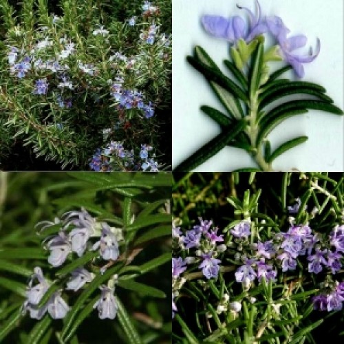 Rosemary x 1 Plant Herbs Blue Flowering Scented Cottage Garden Shrubs Hardy Hedge Plants Border Edible Drought Frost Rosmarinus officinalis