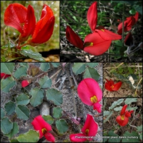 Running Postman x 1 Kennedia prostrata native groundcover plants Deep red flowering Scarlet Runner Pea flowers Hanging basket Rockery 