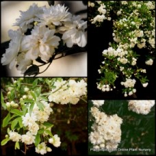 Banksia Rose White x 1 Plant Double Flowering Climber Vine Garden Flowers Rambler Screening Cottage Garden Rosa banksiae alba