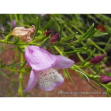 Eremophila Summertime Blue x 1 Plant Emu Bush Easter Egg Poverty Hardy Flowering Native Shrubs Garden Plants Screening Hedge polyclada divaricata