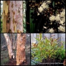 Sydney Red Gum x 1 Smooth Barked Apple Hardy Fast Native Yellow Flowering Rose Eucalyptus Trees Firewood Farm Angophora costata