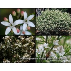 Eriostemon Short Leaf x 1 Plants Long Leaf Wax Flower Hardy Native Shrubs Scented Foliage White Pink Star Flowering Plants philotheca myoporoides