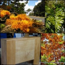 Grevillea Southern Silky Oak x 1 Plants Tall Trees Native Garden Flowering Orange Golden Flowers Drought Hardy Bird Attracting robusta