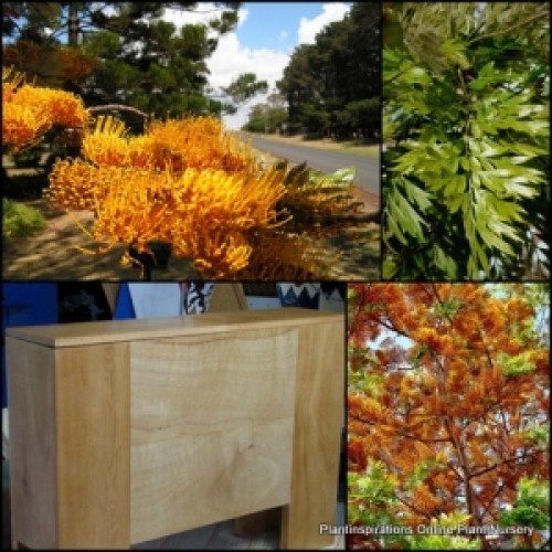 Grevillea Southern Silky Oak 1 Plants Native Flowering Trees robusta