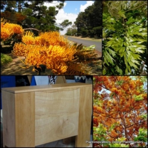 Grevillea Southern Silky Oak x 1 Plants Tall Trees Native Garden Flowering Orange Golden Flowers Drought Hardy Bird Attracting robusta