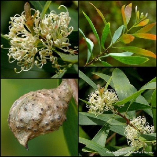 Hakea Willow Leaved x 1 Native Plants Hardy Small Trees Shrubs Yellow Flowering Hedge Drought Frost salicifolia