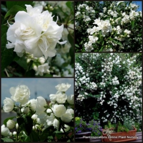 Mexican Mock Orange x 1 Plants Scented Flowering White Double Flowers Hedging HedgePhiladelphus mexicanus Cottage Garden Shrubs  Border Screening Patio Balcony