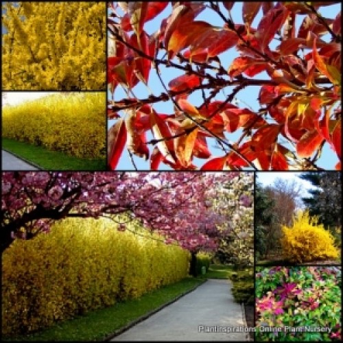 Forsythia Lynwood Gold x 1 Plant Yellow Flowering Hedging Topiary Low Maintenance Shrubs Deciduous Garden Plants intermedia